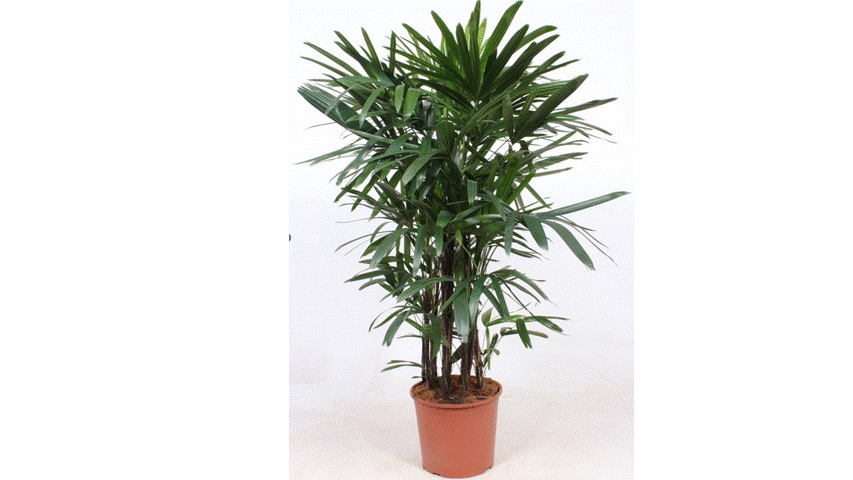 Raphis Excelsa 120-130cm