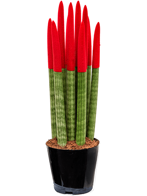 sansevieria cylindrica velvet Luxury Sansevieria cylindrica 'Red Velvet' – Plant Store