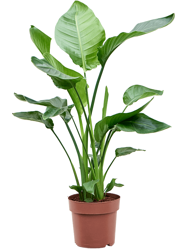 Medium Strelitzia Nicolai - 120cm