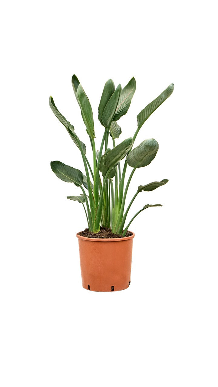 Large Strelitzia reginae - Bird of Paradise 100cm