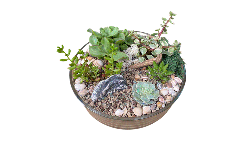DIY Succulent Terrarium Kit (Large) - Plant Store