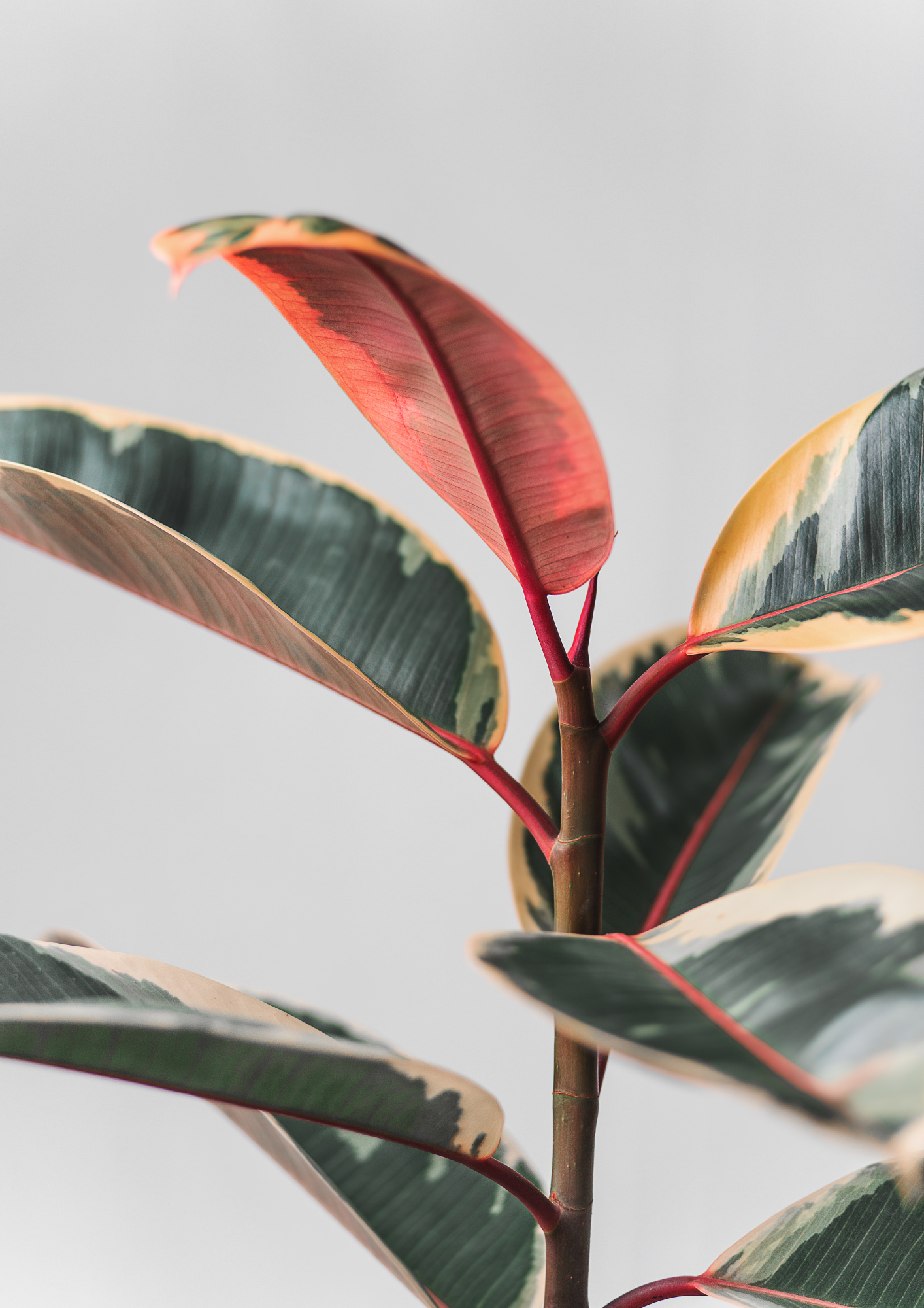 Ficus Elastica Belize