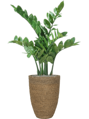 Artificial ZZ Plant - 68cm - Plant Store