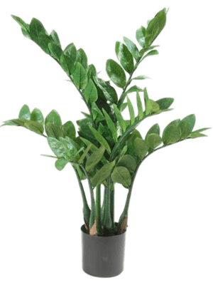 Artificial ZZ Plant - 68cm - Plant Store