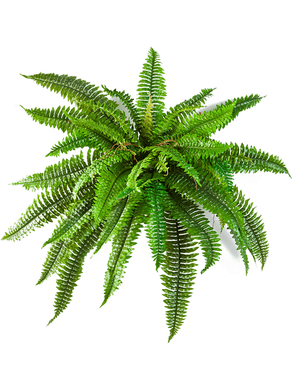 Artificial Boston Fern - 80cm width