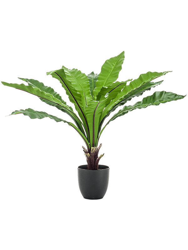 Artificial Asplenium Fern - 75cm