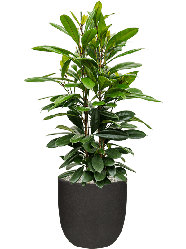 Capi Black Plant Container - Plant Store