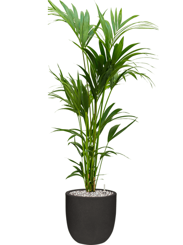 Capi Black Plant Container - Plant Store