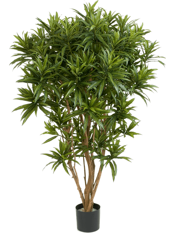 dracaena artificial light Artificial Dracaena Reflexa