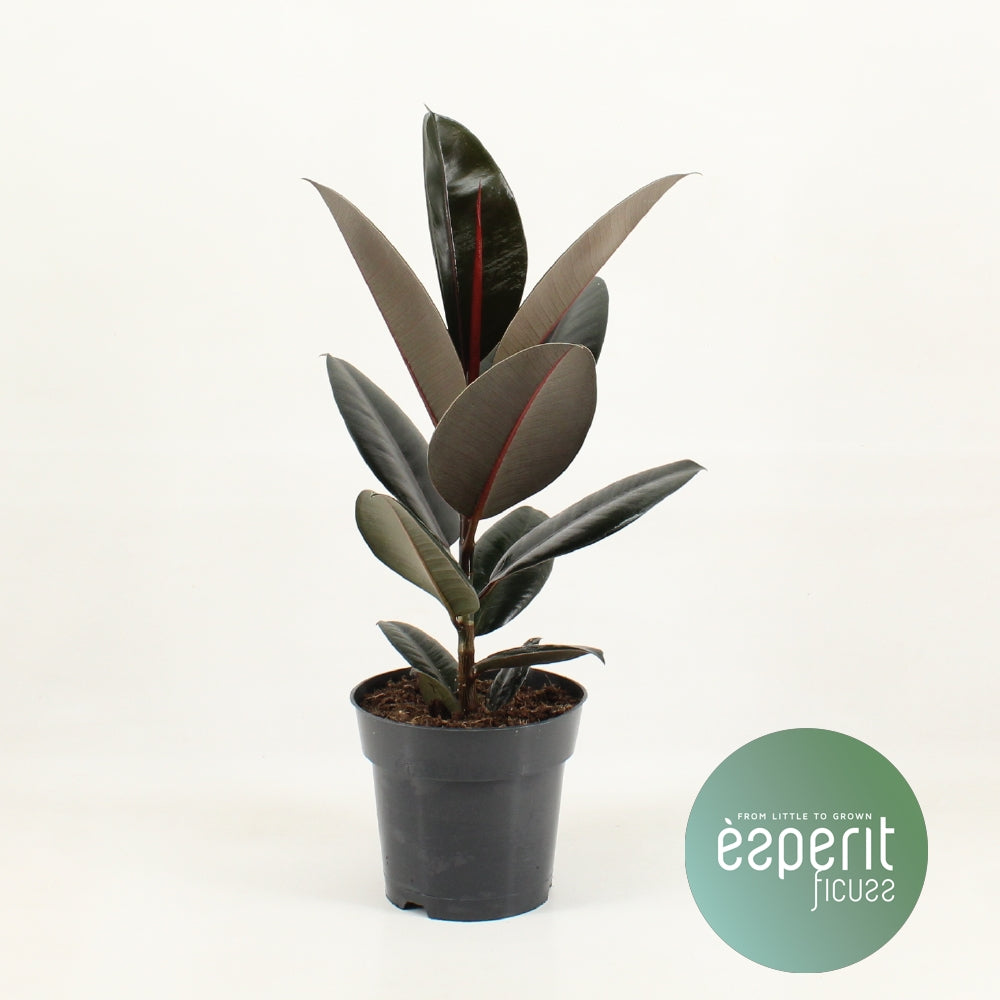 Small Ficus Elastica - Rubber Plant - 50cm