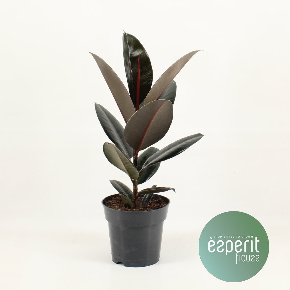 Small Ficus Elastica - Rubber Plant - 50cm - Plant Store