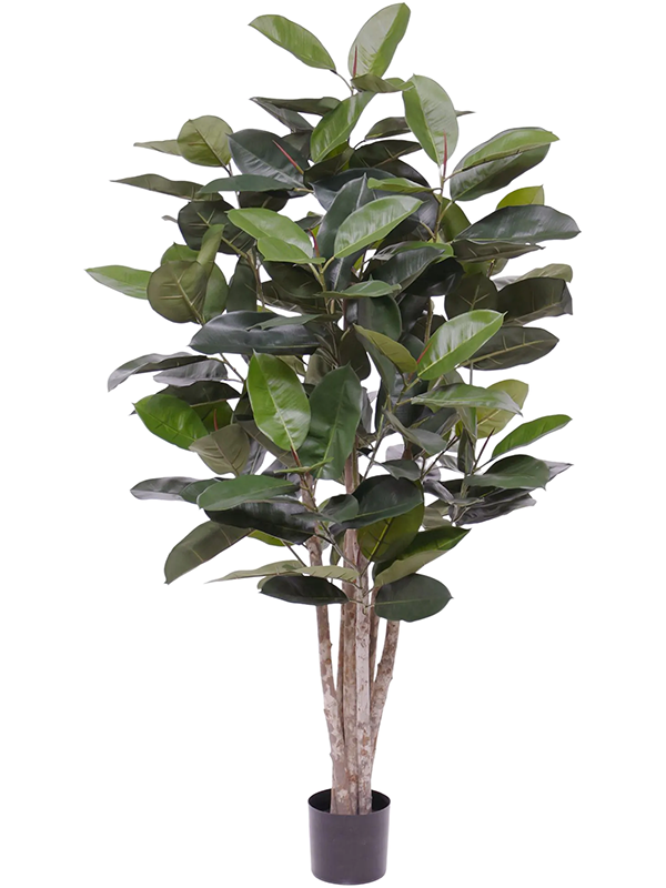 Artificial Ficus Elastica Robusta - 170cm