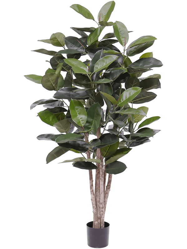 Artificial Ficus Elastica Robusta - 170cm - Plant Store