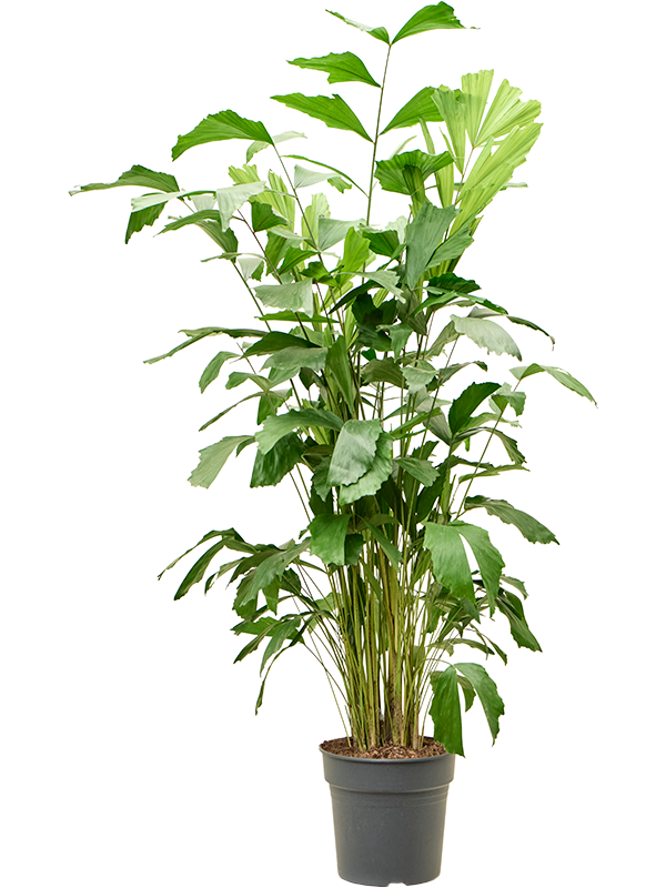fishtail succulent Caryota Mitis - Fishtail Palm