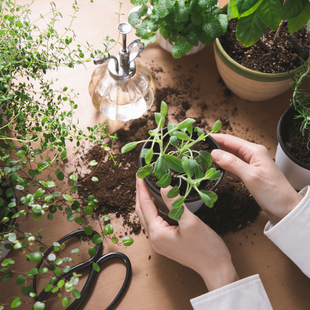 DIY Herb Growing Kit (Small) - Plant Store