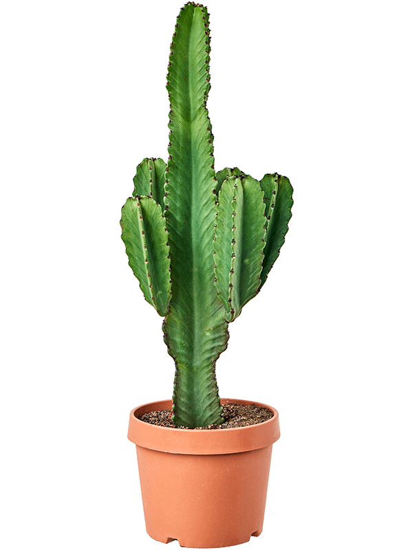 Euphorbia ingens - Cowboy Cactus - 90cm