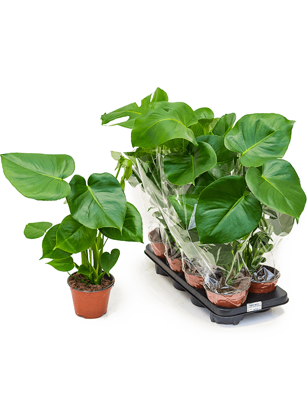 small monstera deliciosa Small Monstera Deliciosa