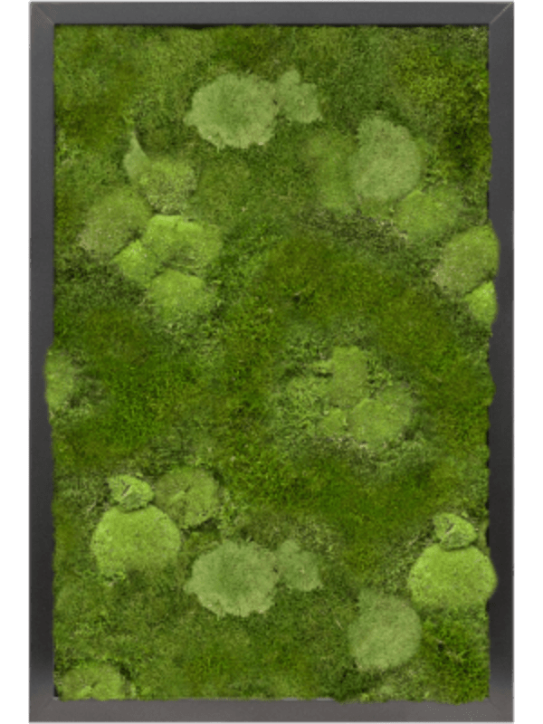 Moss Painting - 60cm - Plant Store
