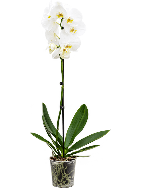 Phalaenopsis Orchid (2 stems)