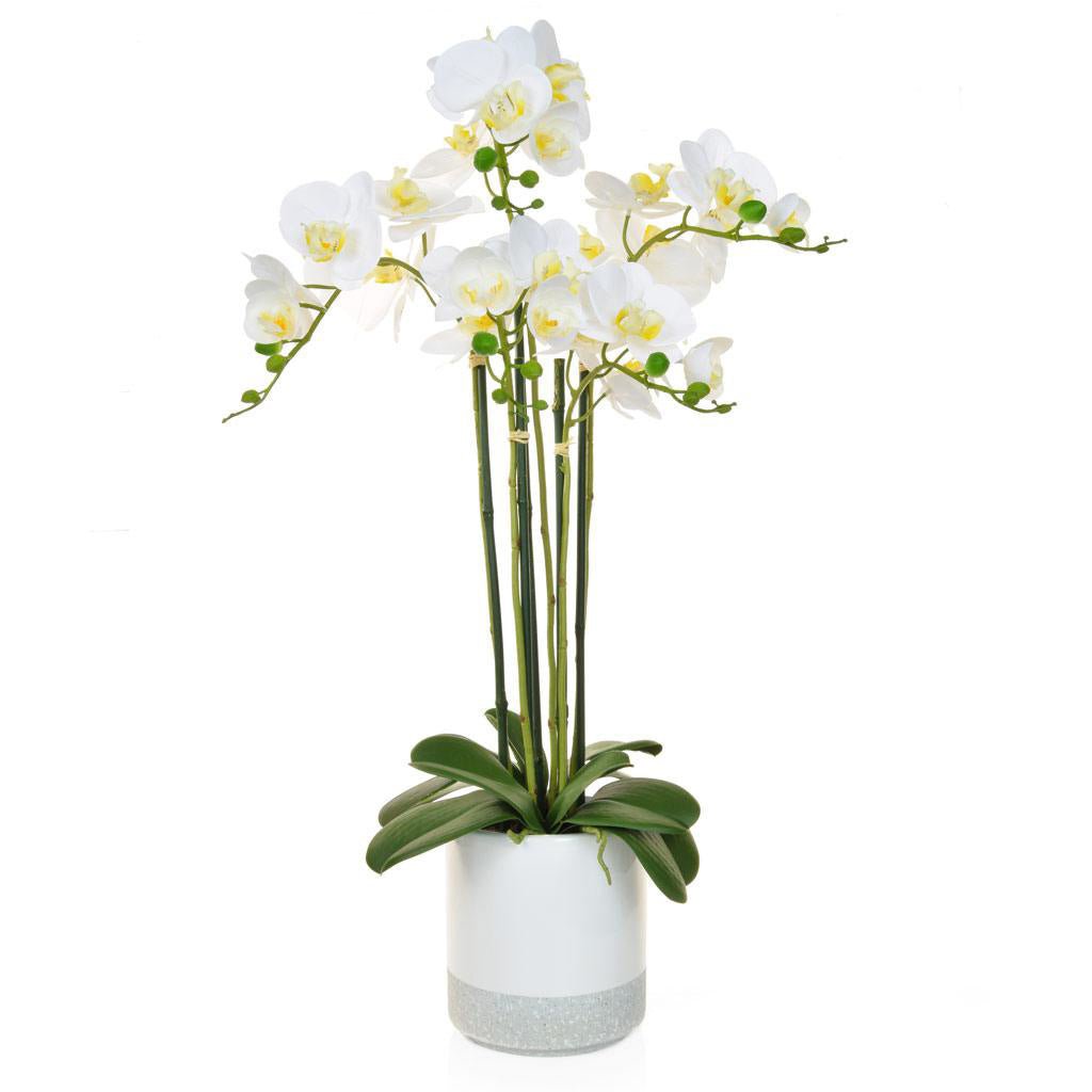 Artificial Phalaenopsis Orchid - 70cm - Plant Store
