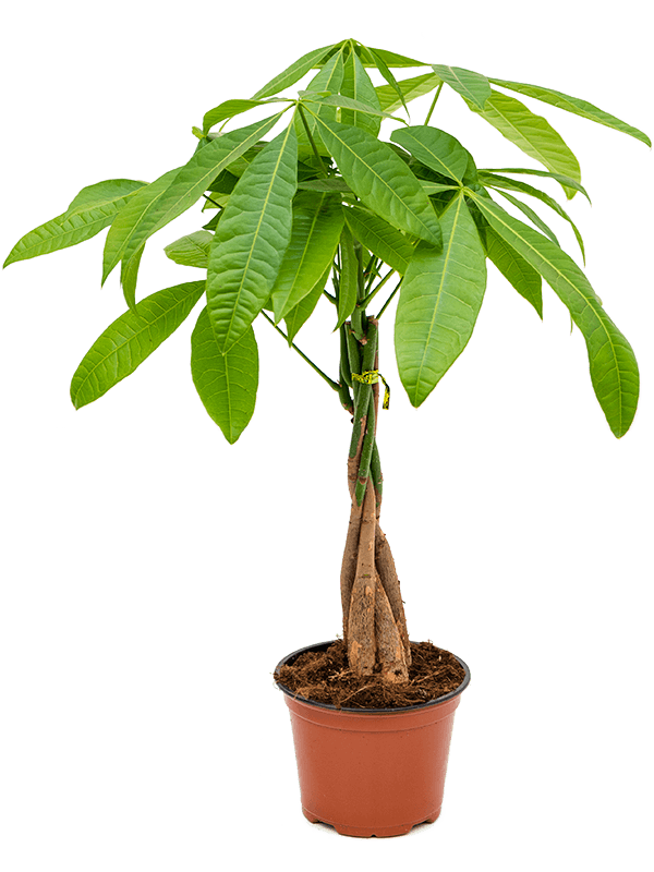 money tree ireland Small Pachira Aquatica with Ceramic Pot – Plant Store