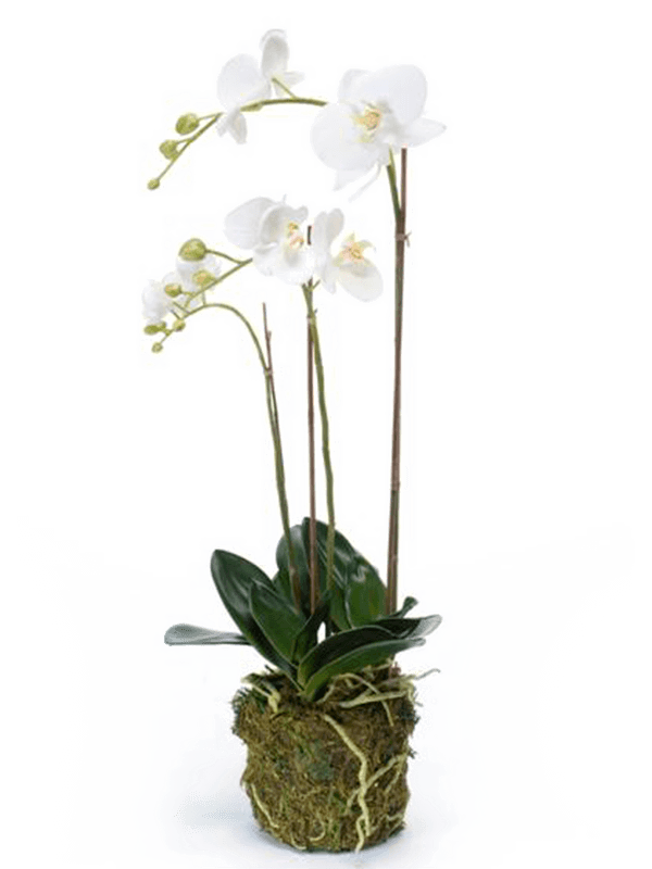 Artificial Phalaenopsis Orchid - 70cm