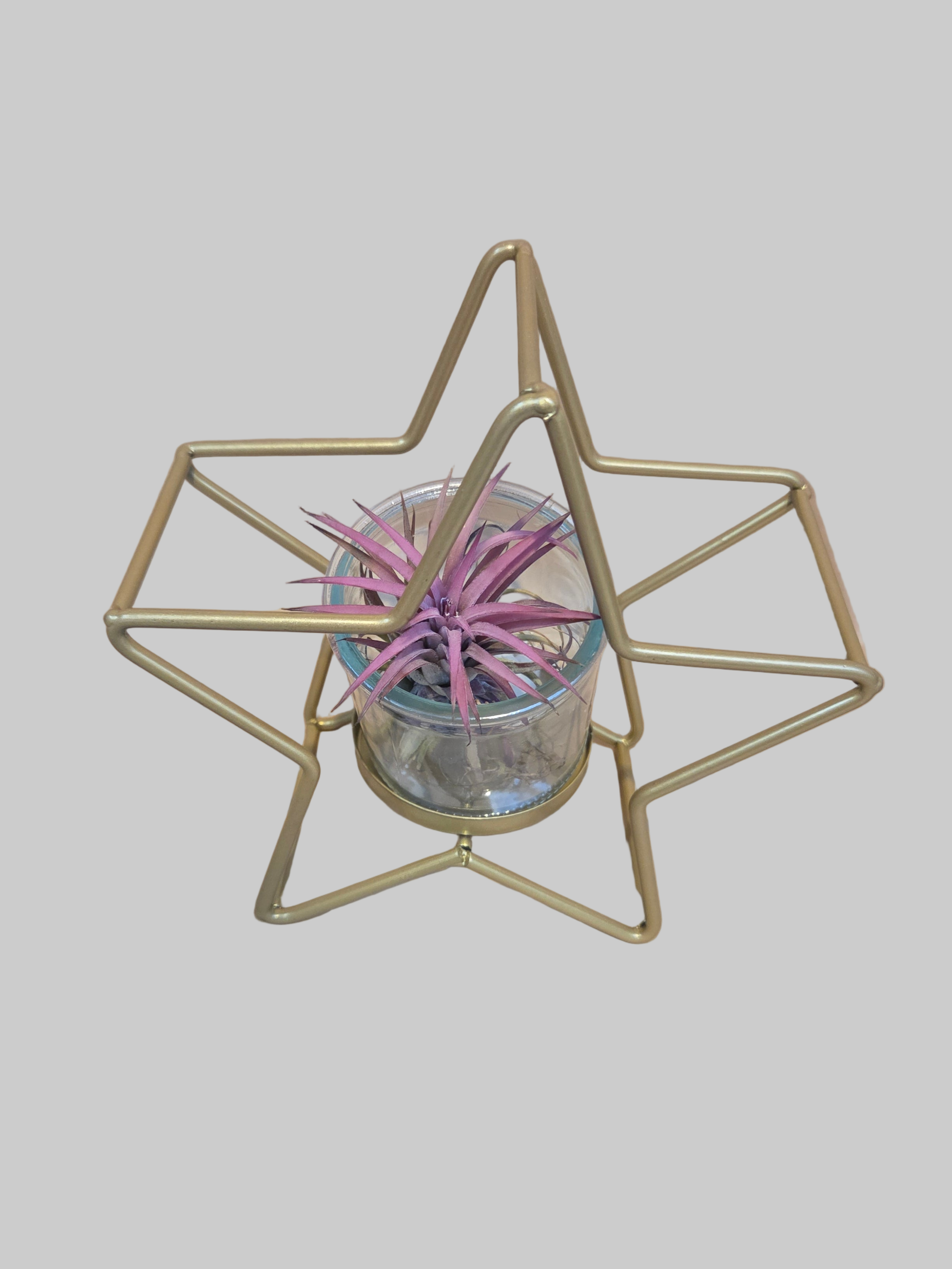 Christmas Star - Glass Container with Airplant