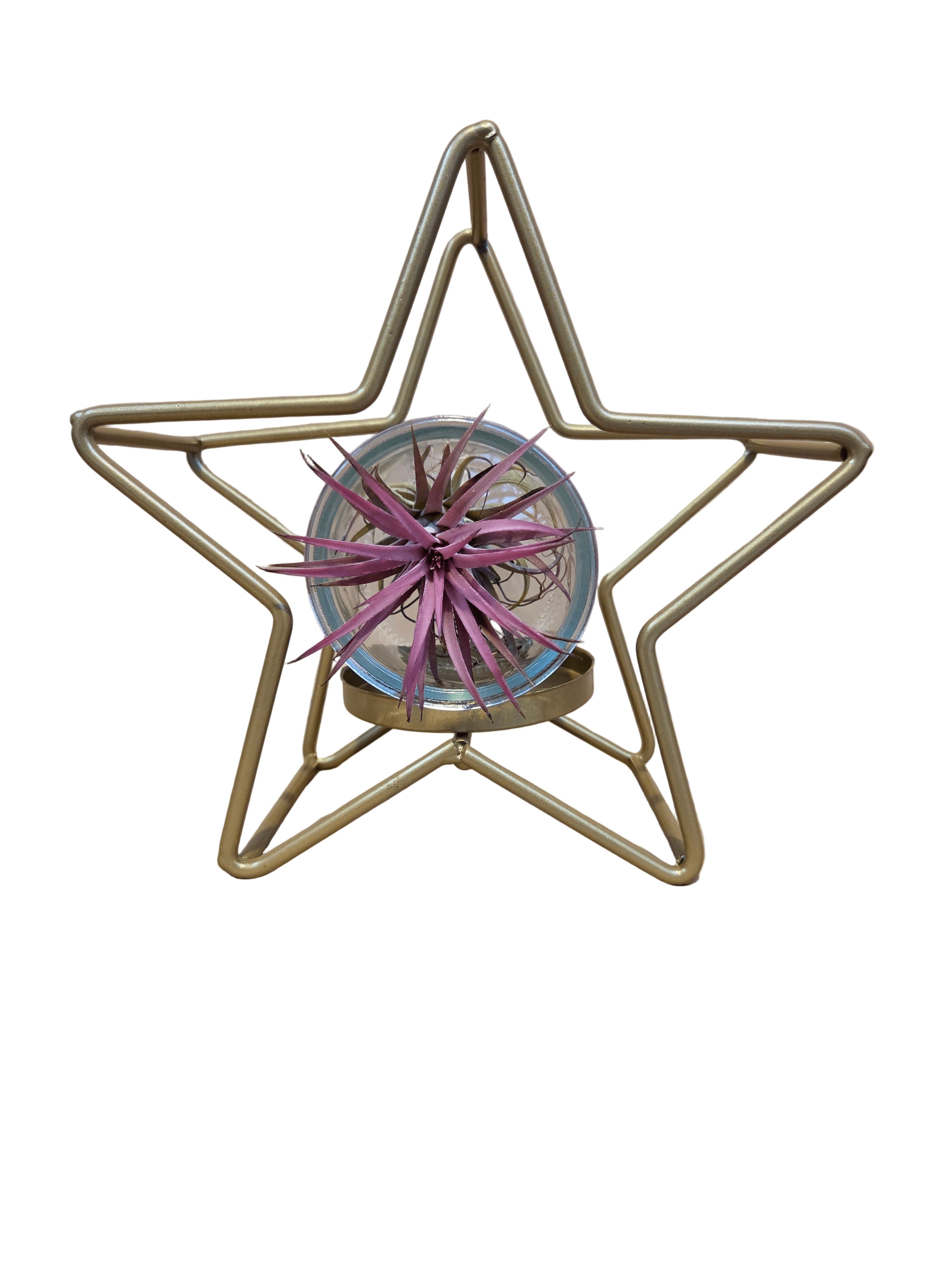 Christmas Star - Glass Container with Airplant - Plant Store
