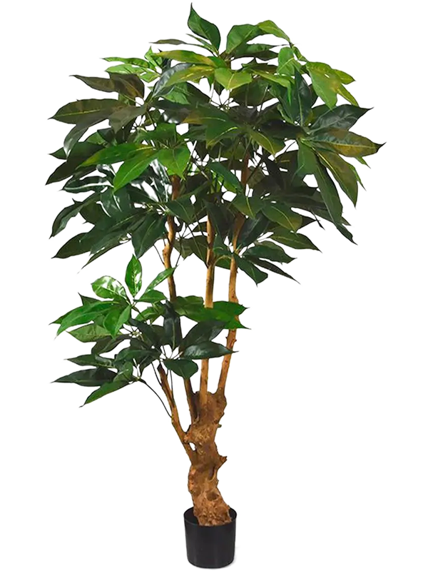 Artificial Schefflera - 165cm - Plant Store