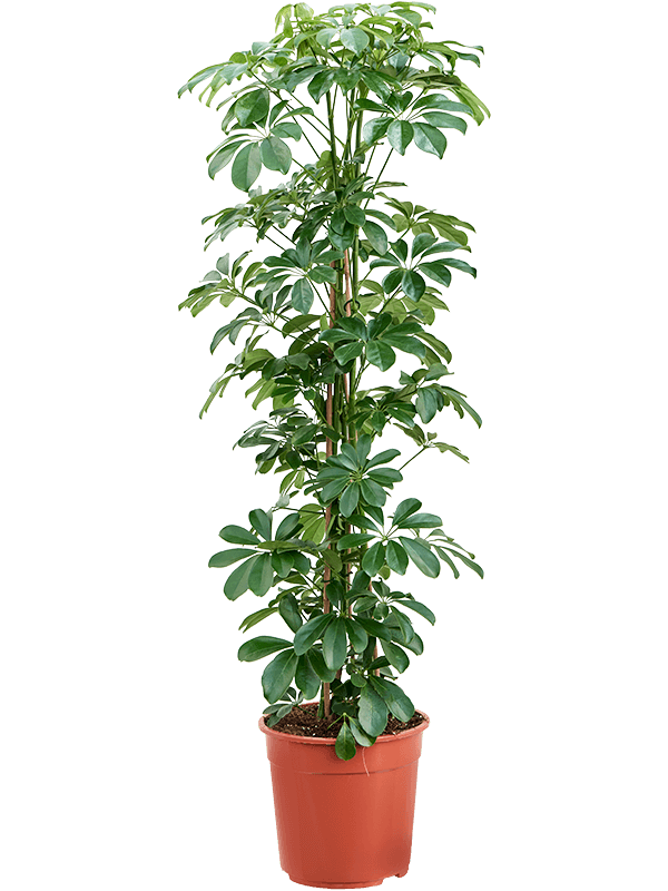 Schefflera arboricola - Umbrella Tree 140cm (Leaves from top to base)