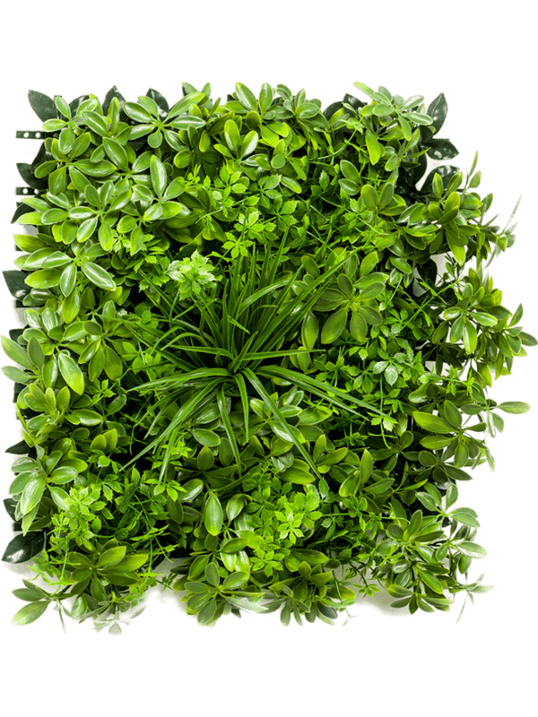 Artificial Schefflera Green Wall 50x50cm