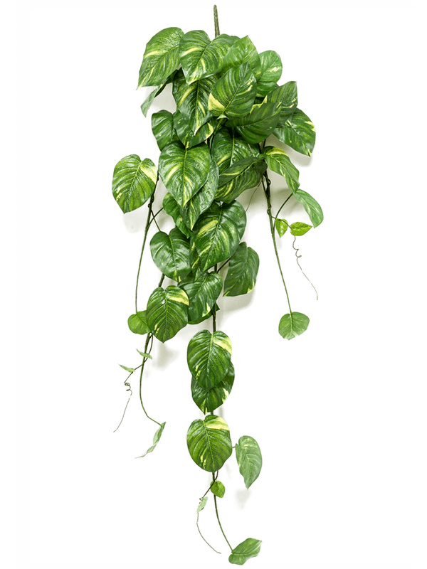 Artificial Hanging Scindapsus - 135cm