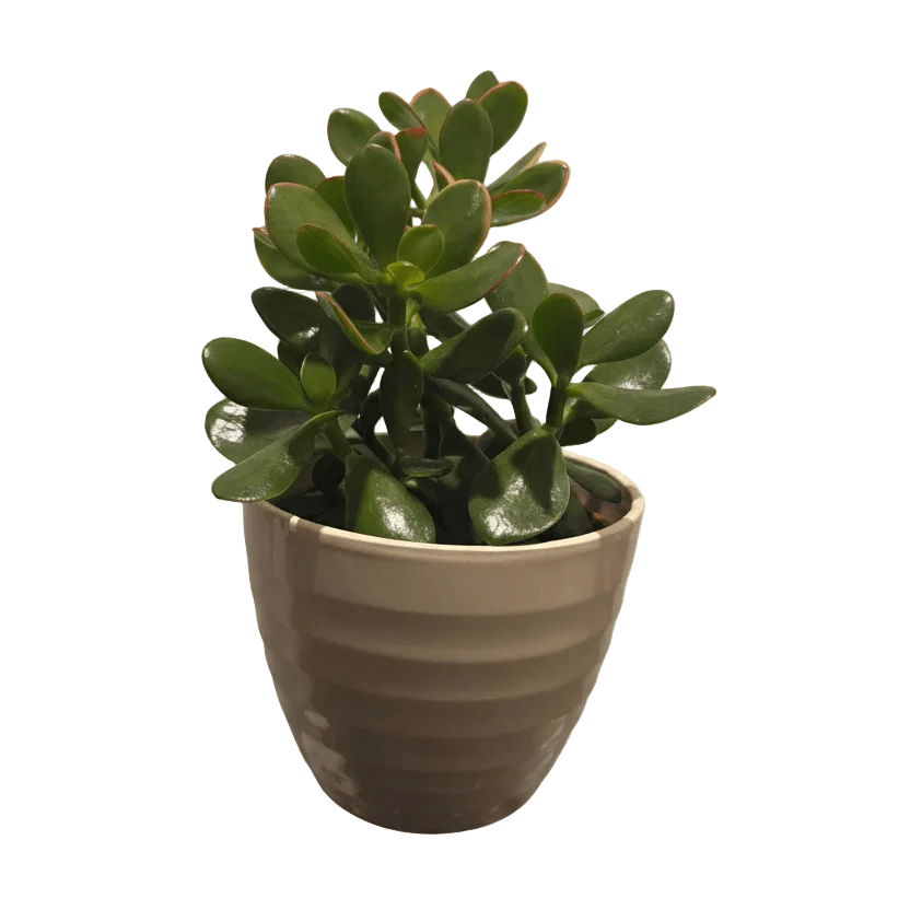 Crassula Ovata Major - Plant Store