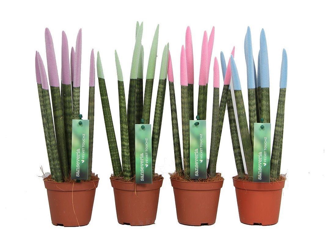 Pastel Mix Velvet Sansevieria cylindrica - Plant Store