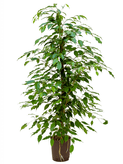 Large Ficus Benjamina