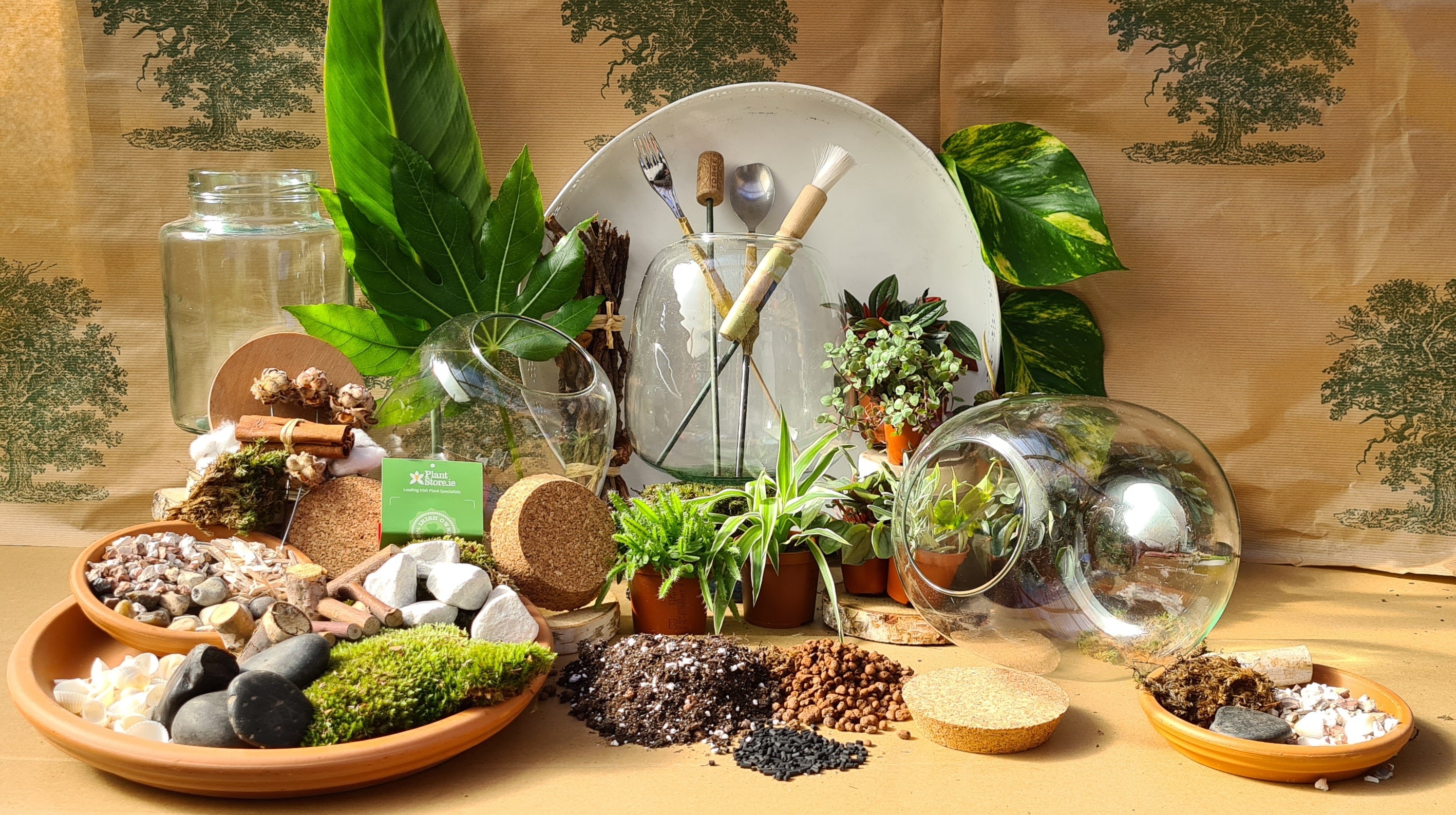 DIY Corked Terrarium Kit (Large 33cm) Deluxe - Plant Store