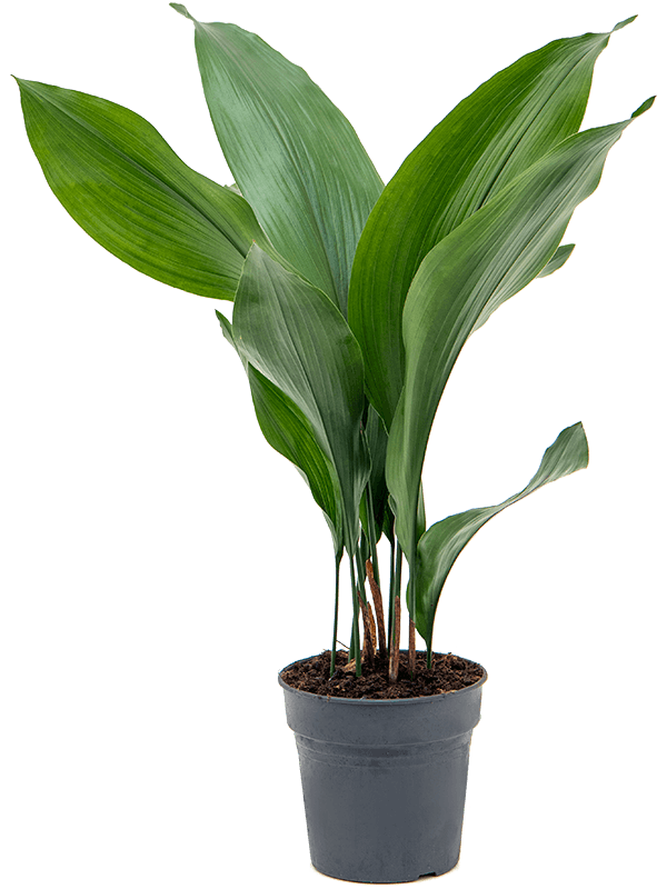 Large Aspidistra Eliator - Retro Cast Iron Plant