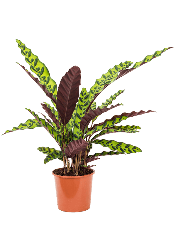 Calathea Lancifolia - Rattlesnake Plant