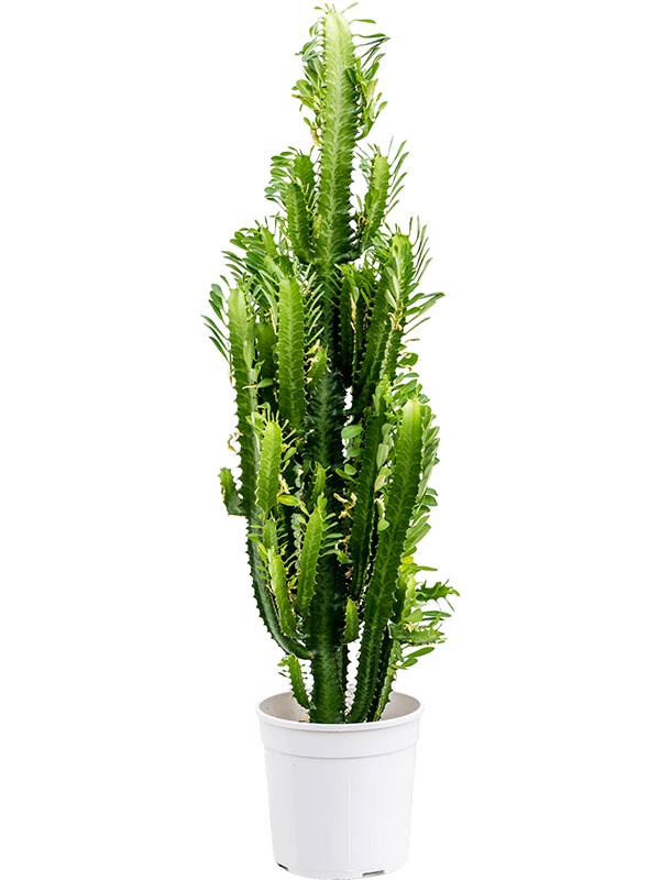 Euphorbia acruensis 85cm