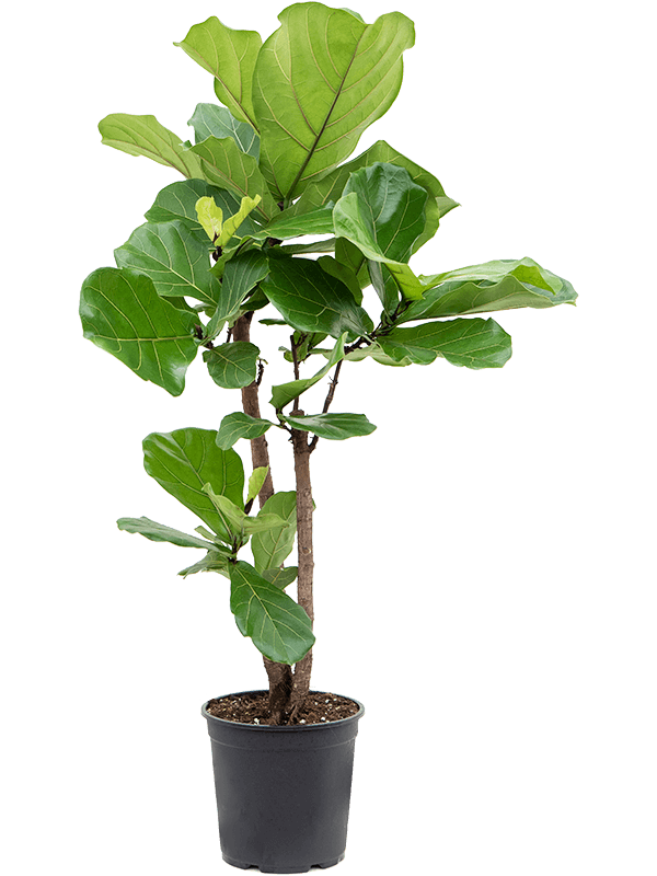 Ficus Lyrata - Fiddle Leaf Fig - 150cm - Mature Specimen - 7yr Old - Plant Store