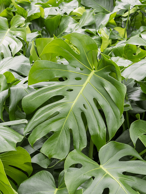 Large Monstera deliciosa- Swiss Cheese Plant- 80cm