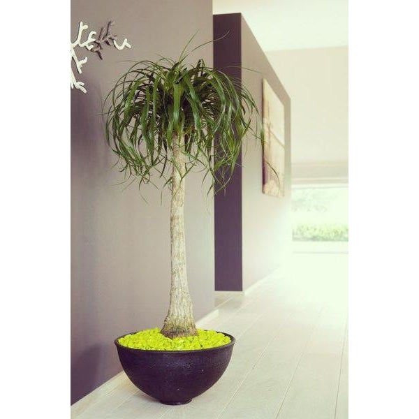 Ponytail Palm (pot not included) - Plant Store