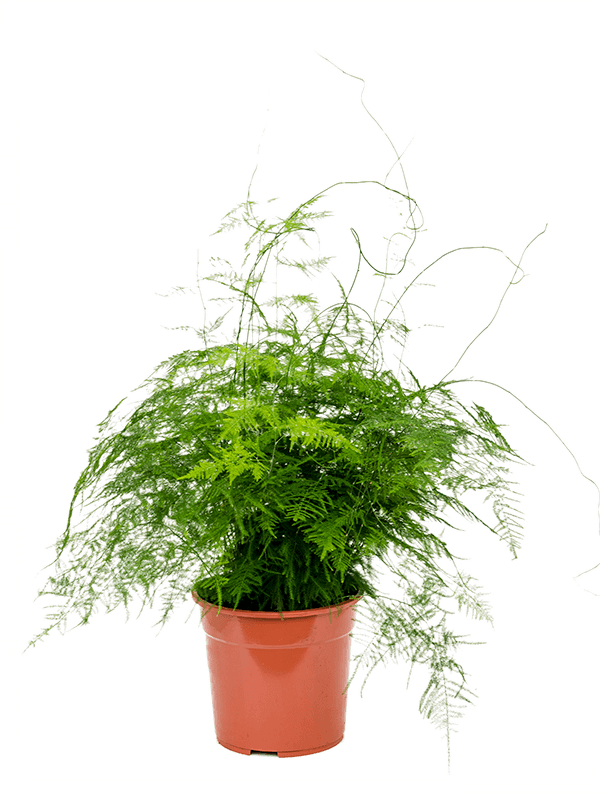 Small Asparagus Fern - 20cm