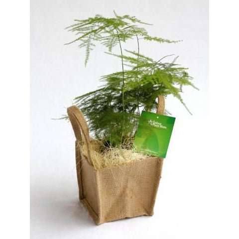 Small Asparagus Fern - 20cm - Plant Store
