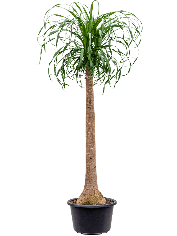 mature ponytail palm for sale Large Ponytail Palm-130cm – Plant Store
