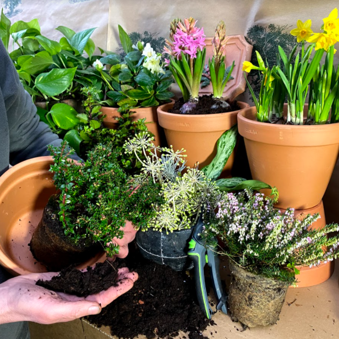 DIY Bee - Friendly Garden Kit (Large) - Plant Store