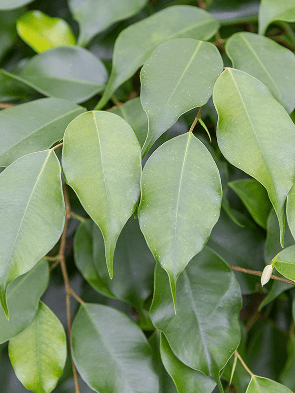 Large Ficus Benjamina - 130cm