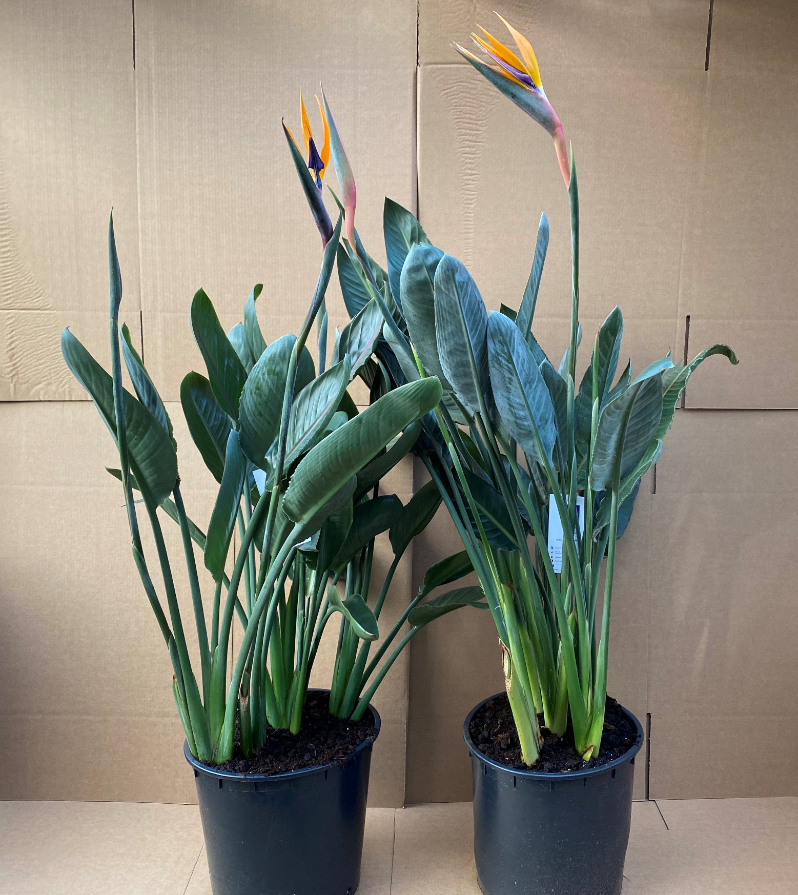 Strelitzia Regina (Bird of Paradise) In flower 130cm *SPECIAL OFFER*