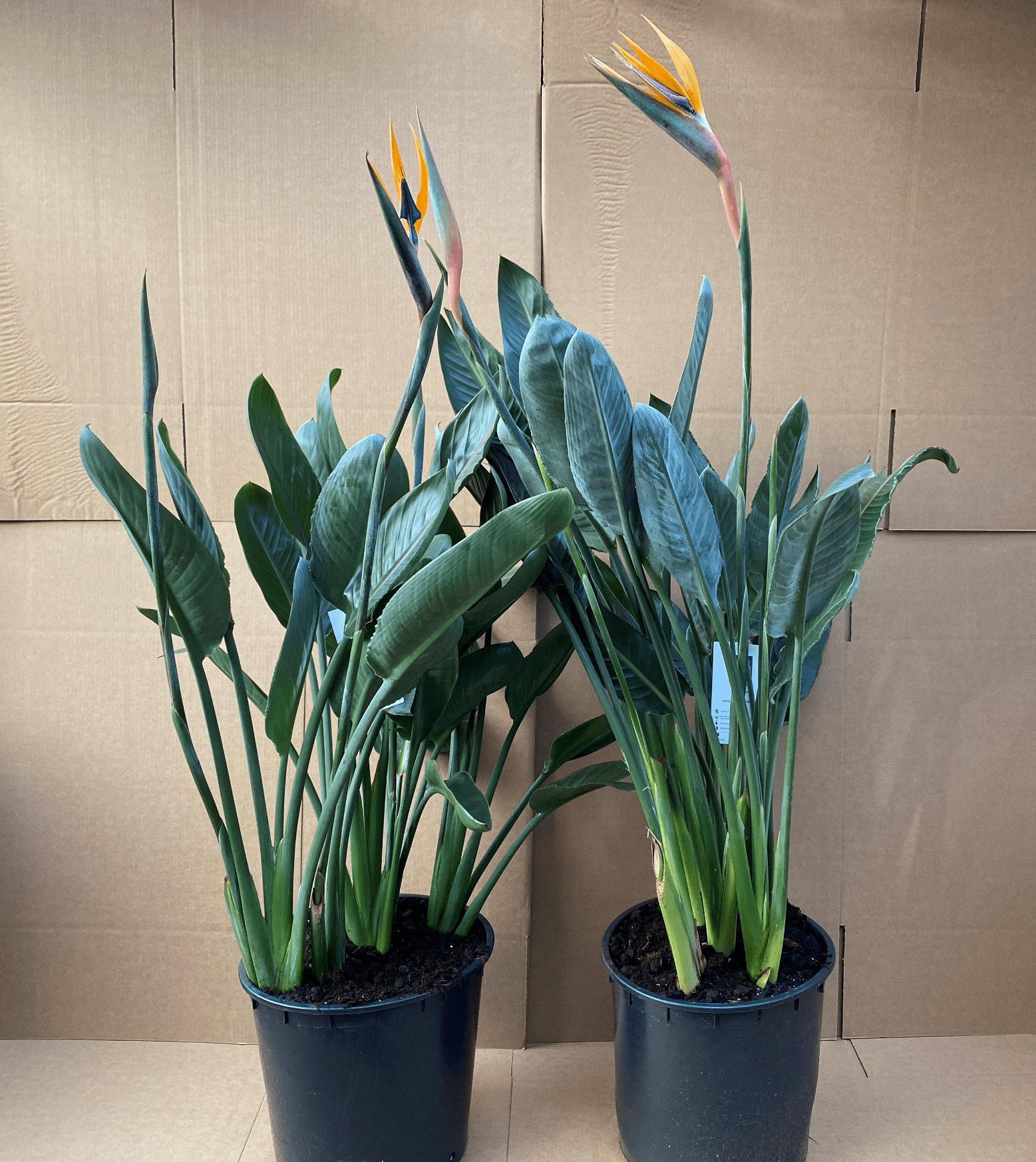 Strelitzia Regina (Bird of Paradise) In flower 130cm *SPECIAL OFFER* - Plant Store
