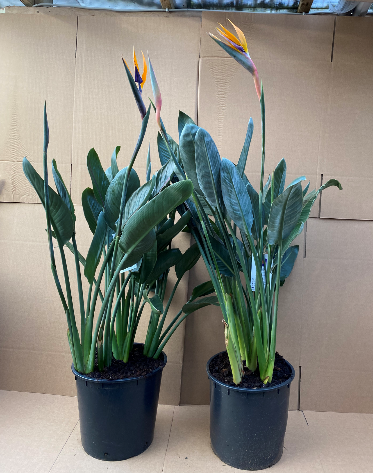 Strelitzia Regina (Bird of Paradise) In flower 130cm *SPECIAL OFFER*